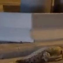 تمساح يتجول في أحد الشوارع يُثير ضجة.. هل كان في العراق؟