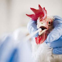 "شديدة العدوى".. دولة أوروبية تبلغ عن تفشي إنفلونزا الطيور