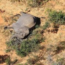 الجفاف يقتل نحو 100 فيل بأكبر متنزه في زيمبابوي