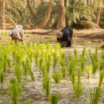 عودة أمجاد الشلب باتت قريبة.. العراق ينجح بزراعة الرز بالمرشات بعد فراق لعامين