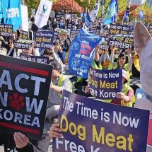 قرار تاريخي.. كوريا الجنوبية تصوت على "حظر استهلاك لحوم الكلاب"