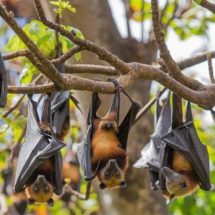 هل يكمن مفتاح علاج السكري في الخفافيش؟