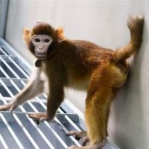 نجاح أول عملية استنساخ لقرد في الصين