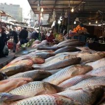 انتاج العراق من الأسماك في 2023 انخفض الى الثلثين.. ونسبة العجز 57%