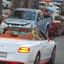 أسد يتجول في سيارة فاخرة يثير حالة من الاستغراب في تايلند (فيديو)