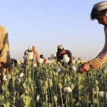 طالبان: زراعة المخدرات في أفغانستان وصلت إلى الصفر