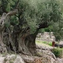 عمرها 5 الاف سنة.. شجرة زيتون فلسطينية مهددة بالقطع من سلطات الاحتلال
