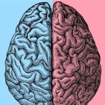 الذكاء الاصطناعي يحل لغز اختلافات الدماغ بين النساء والرجال