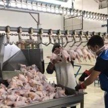 بعد انقطاع طويل.. 1000 طن من الدجاج الإيراني تغزو الأسواق العراقية