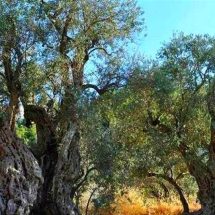 زيتون نوح.. تعرف على أقدم شجرة زيتون في العالم بلبنان