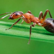 غني بالبروتين والفيتامينات.. علماء: النمل قد يحل محل اللحوم والتوابل