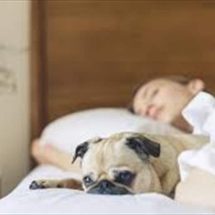 القطط او الكلاب.. هل تؤثر مشاركة السرير مع حيوان أليف على نوم؟