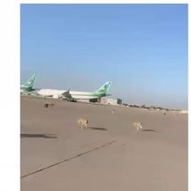 تلاحق "أي هدف متحرك".. عشرات الكلاب السائبة تغزو مطار بغداد (فيديو)