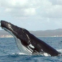 العلماء يتمكنون من اجراء أول محادثة مع الحيتان الحدباء